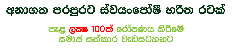 Sri Lankan Products